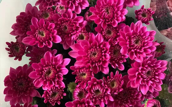 漳州菊花养殖基地