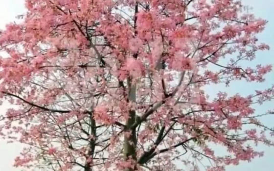 漳州大腹木棉袋苗/地苗