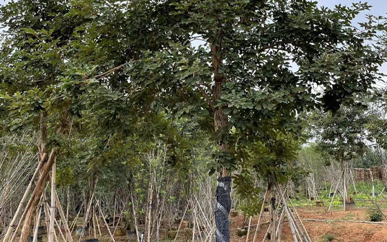 漳州多花黄花风铃木8-10-12公分