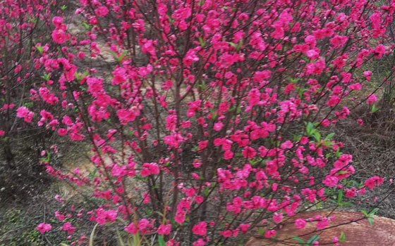 漳州精品碧桃3-5-8-10公分