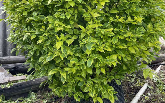 漳州金边假连翘球1-1.2-1.5米