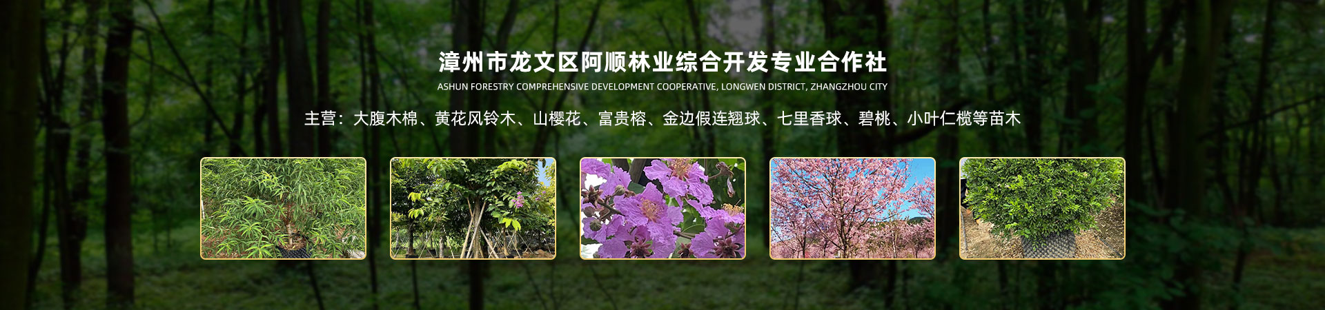 漳州市龙文区阿顺林业综合开发专业合作社