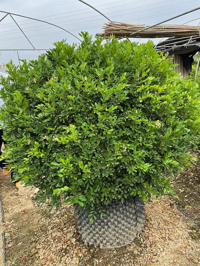 漳州精品七里香球1.2-1.5米