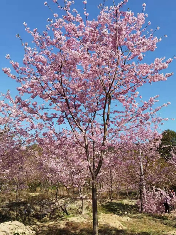 福建山樱花