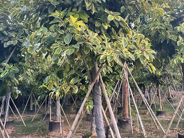 漳州富贵榕14-15公分