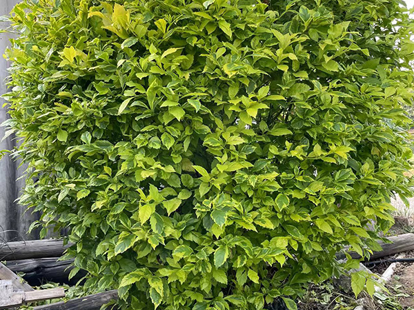  漳州阿顺林业小编给您分享苗木种植方法和护理技巧