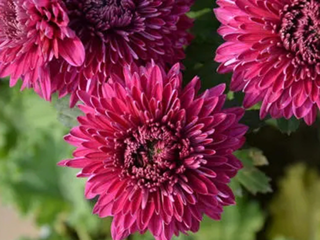 【漳州花之韵小课堂】菊花种苗栽培过程注意事项