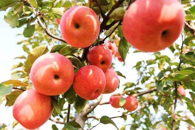  龙岩长汀升平农林小编告诉您树木栽植时需要注意的问题