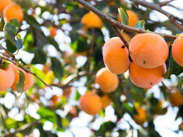 苗木种植有前景吗？来龙岩长汀升平农林小编告诉您