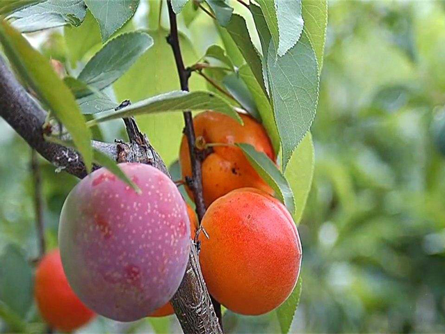 树木栽植成活的原理？龙岩长汀升平农林小编分享给您