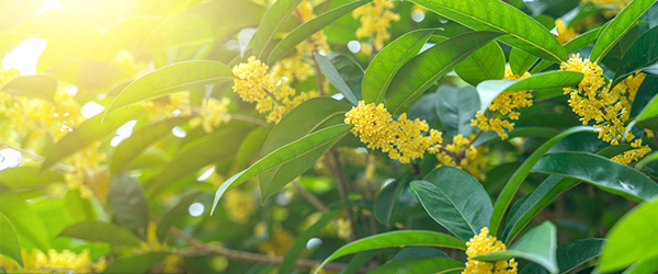 公司简介-连城县朋口大南花木场