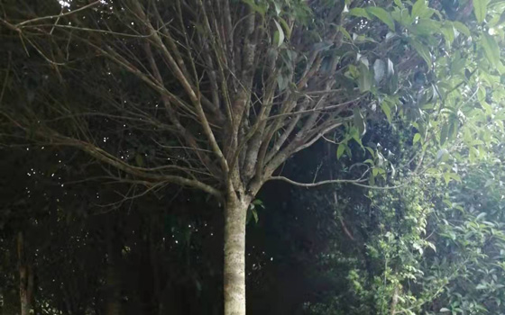 连城大南花木场丹桂树