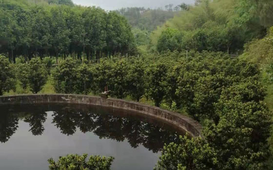 连城苗木基地桂花树