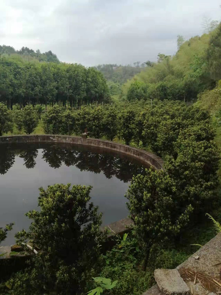 连城苗木基地桂花树