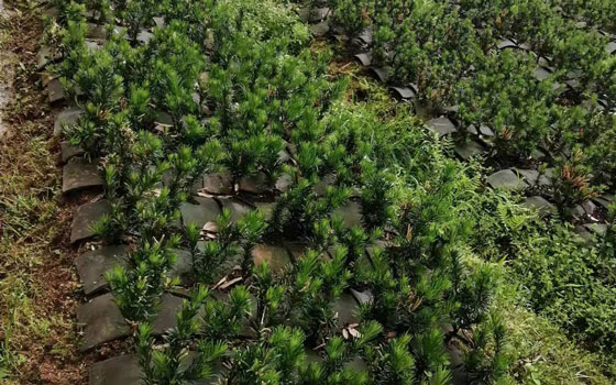 连城阳台盆景树基地