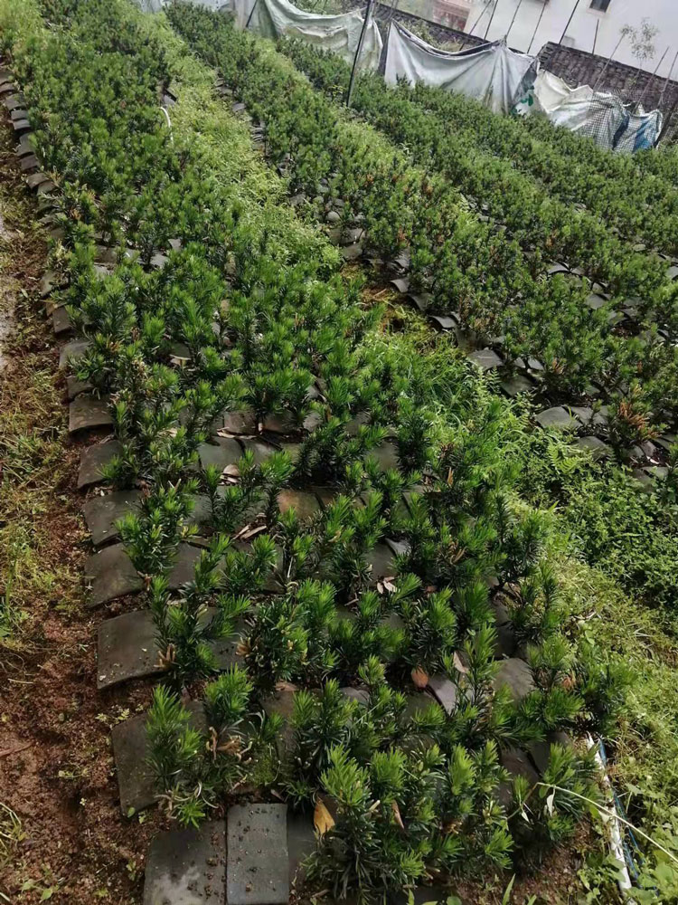 连城阳台盆景树基地