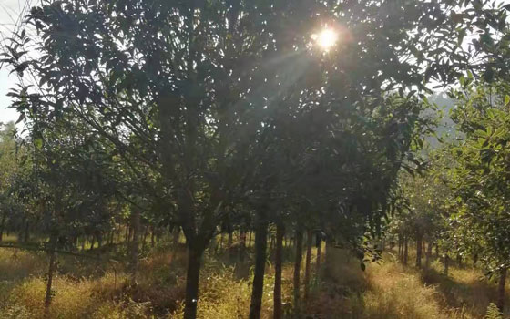 连城贵妃罗汉松