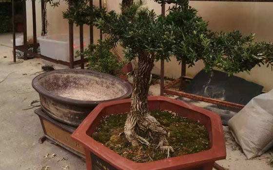 连城黄杨造型盆景