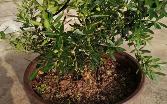 连城米叶黄杨阳台盆景