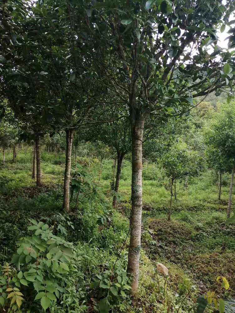 连城大南花木场四季桂花树