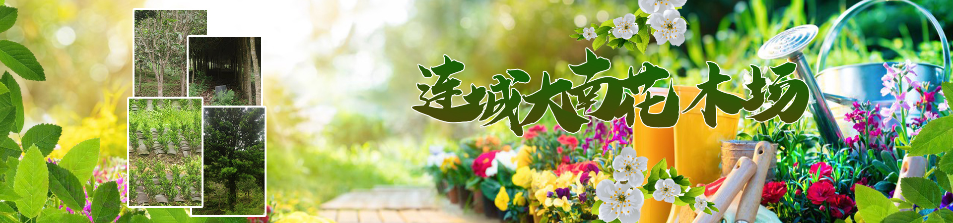 连城县朋口大南花木场