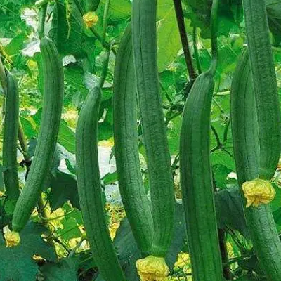 生鲜蔬菜瓜菜类产品